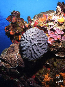 The reefs of Cozumel always show their color! by Steven Anderson 
